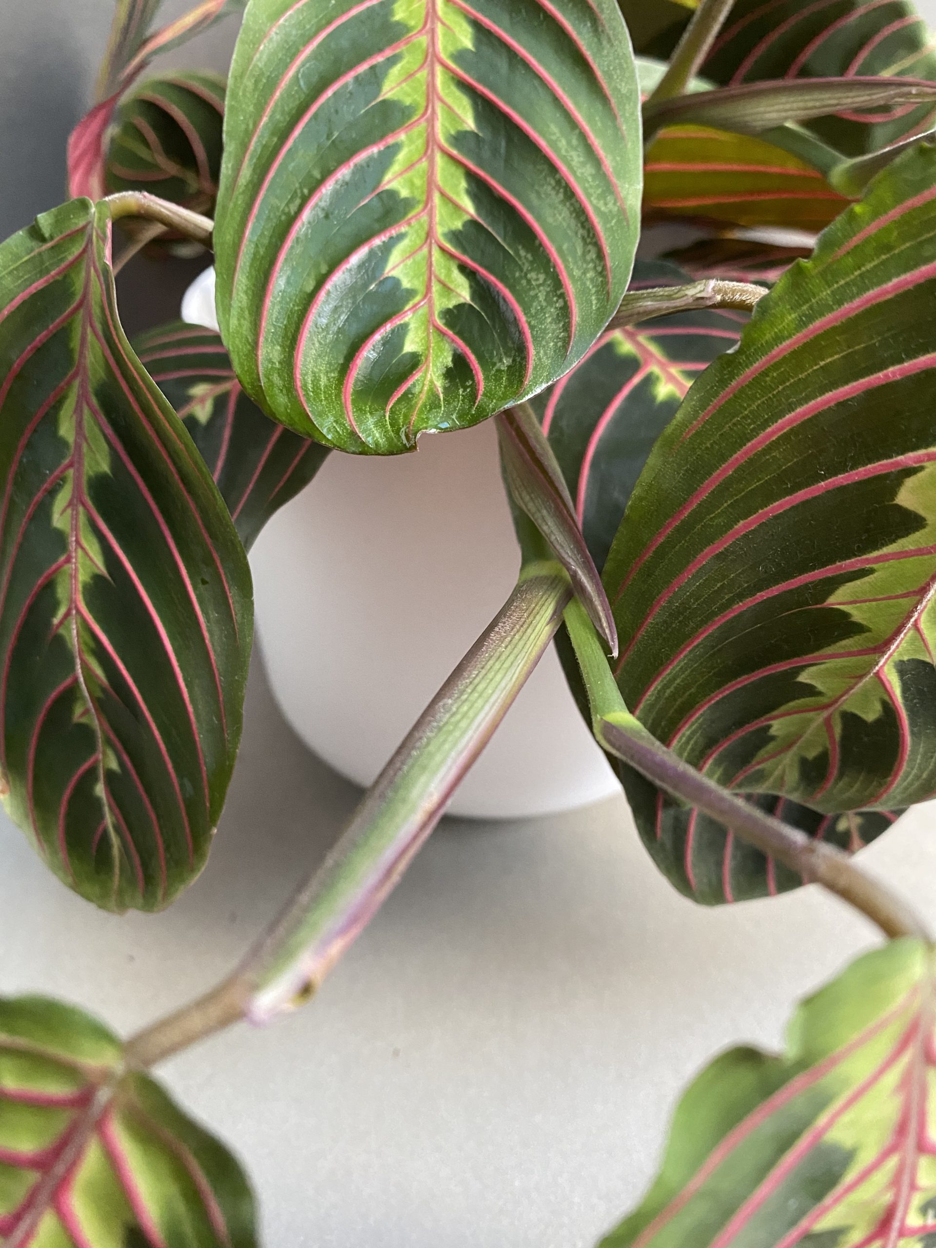 Maranta Fascinator red stripe - Image 5