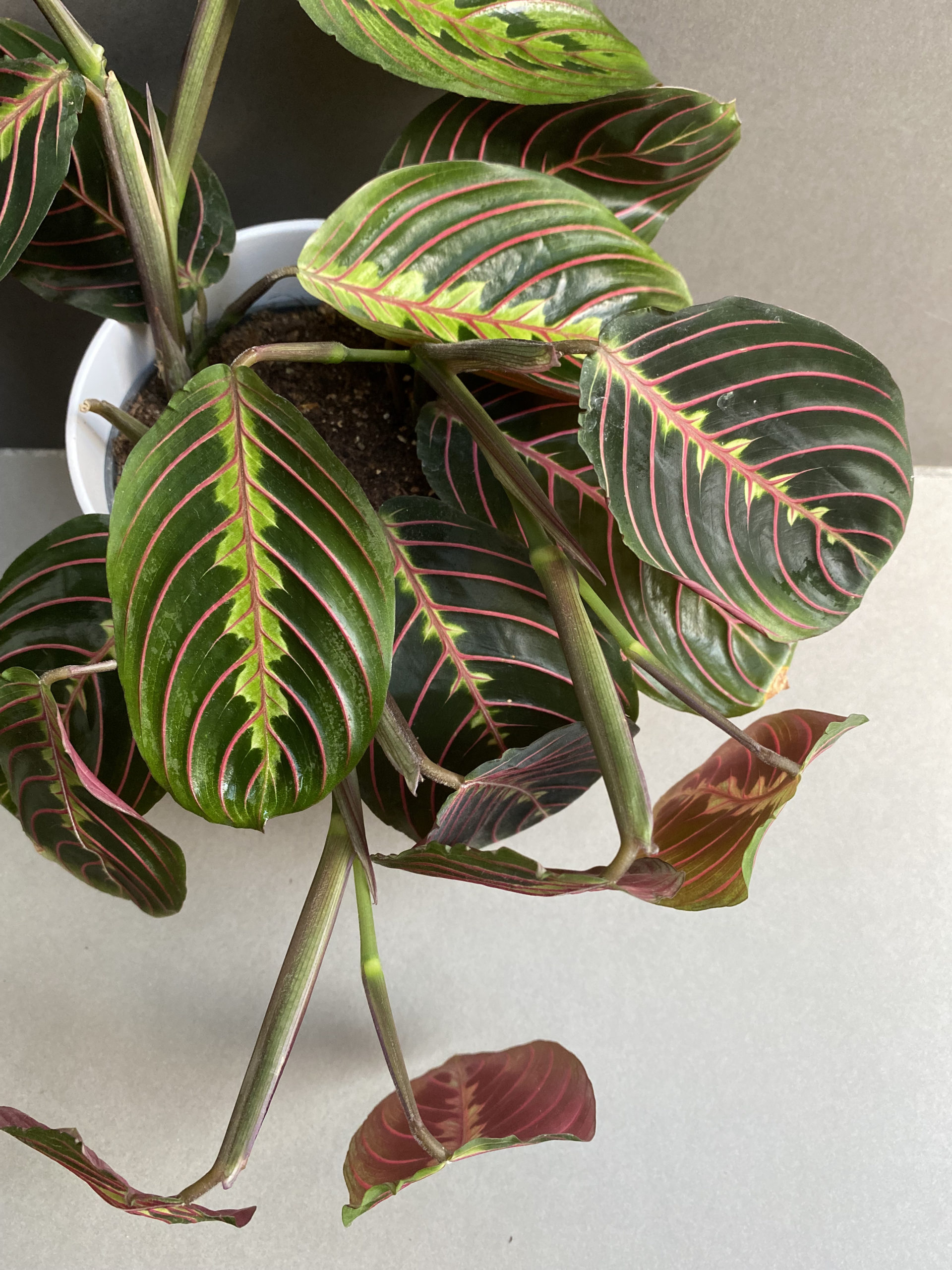 Maranta Fascinator red stripe - Image 2