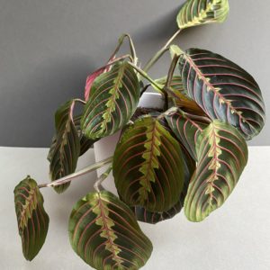 Maranta Fascinator red stripe