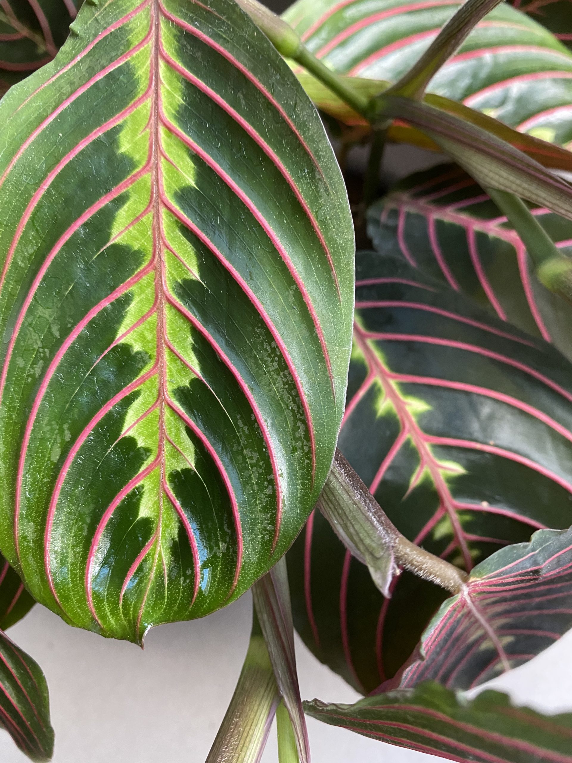 Maranta Fascinator red stripe - Image 4