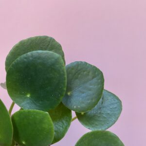 Baby friendship plant