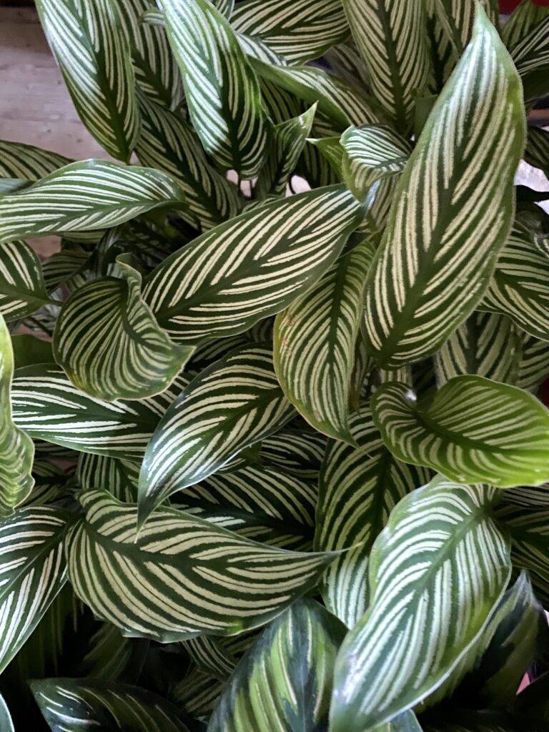 Calathea Vittata