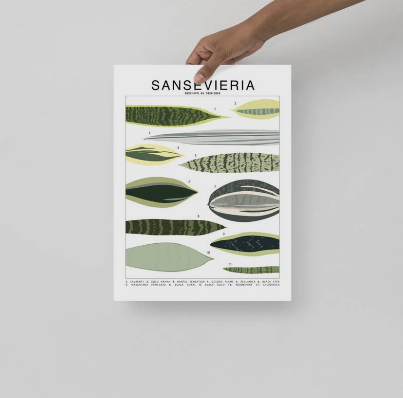 Houseplant Species Prints - Image 6