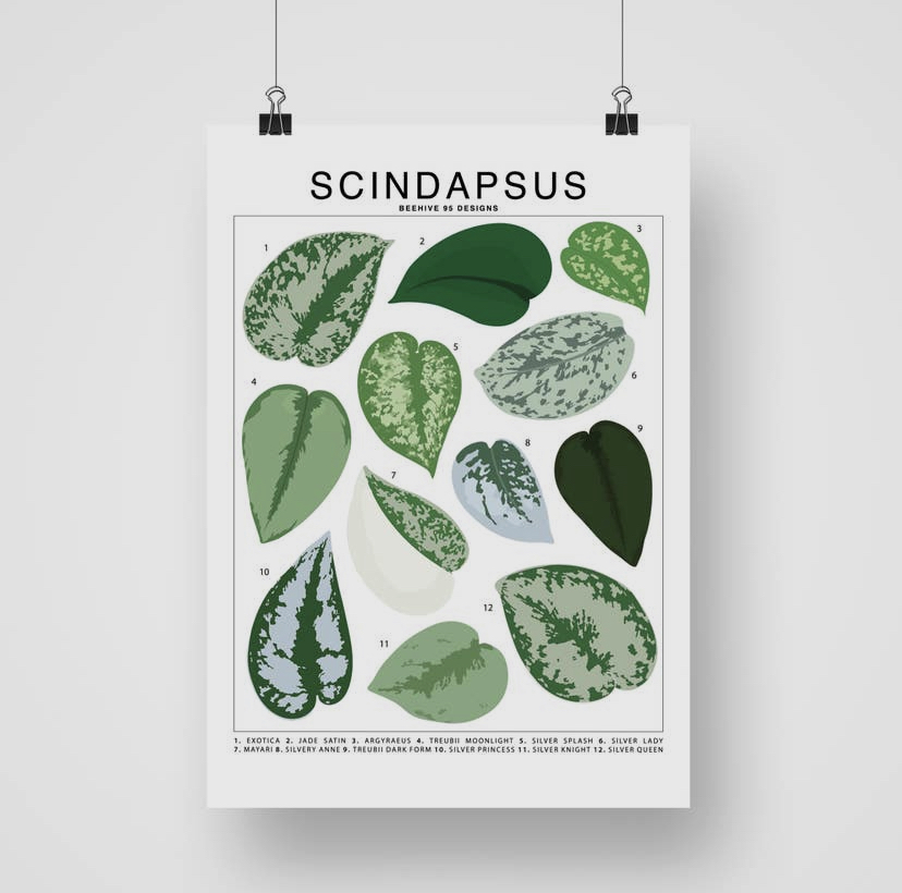 Houseplant Species Prints - Image 7