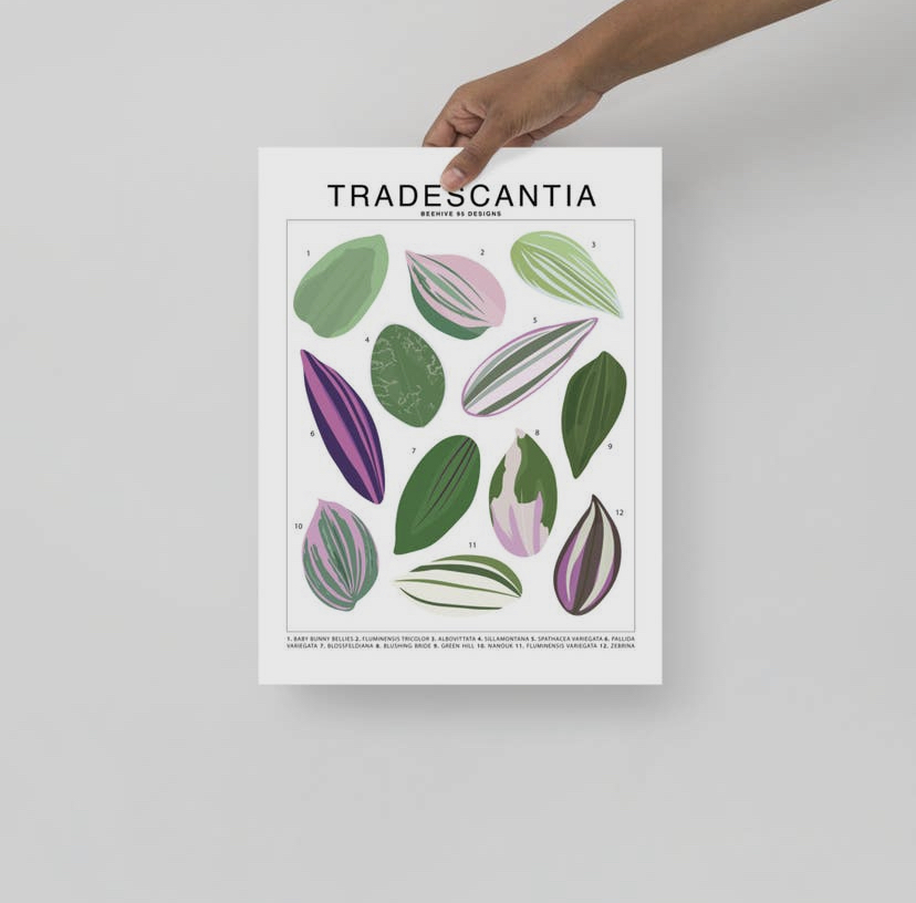 Houseplant Species Prints - Image 8