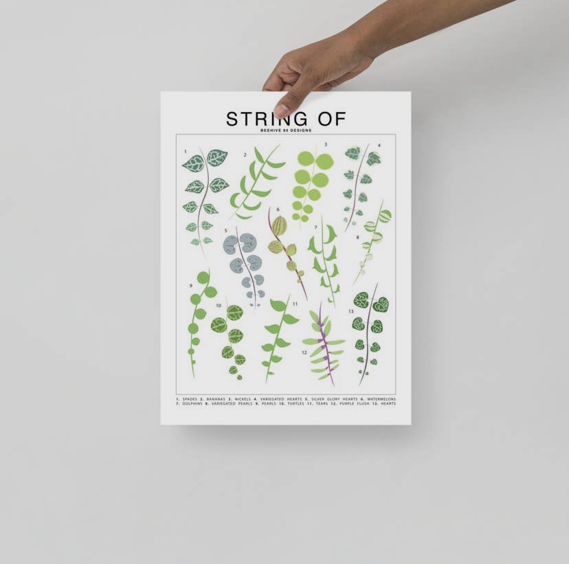 Houseplant Species Prints - Image 9