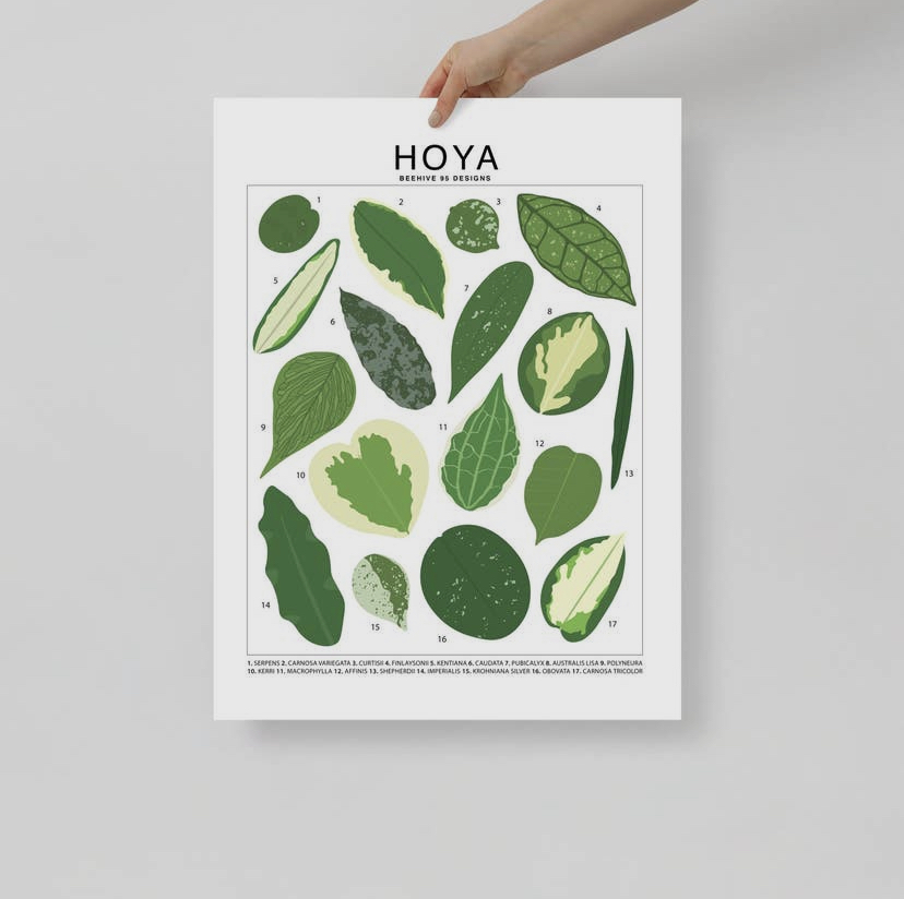 Houseplant Species Prints - Image 10