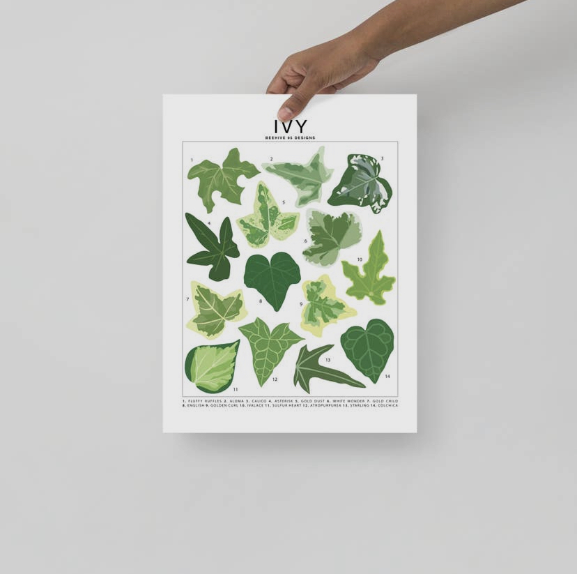 Houseplant Species Prints - Image 20