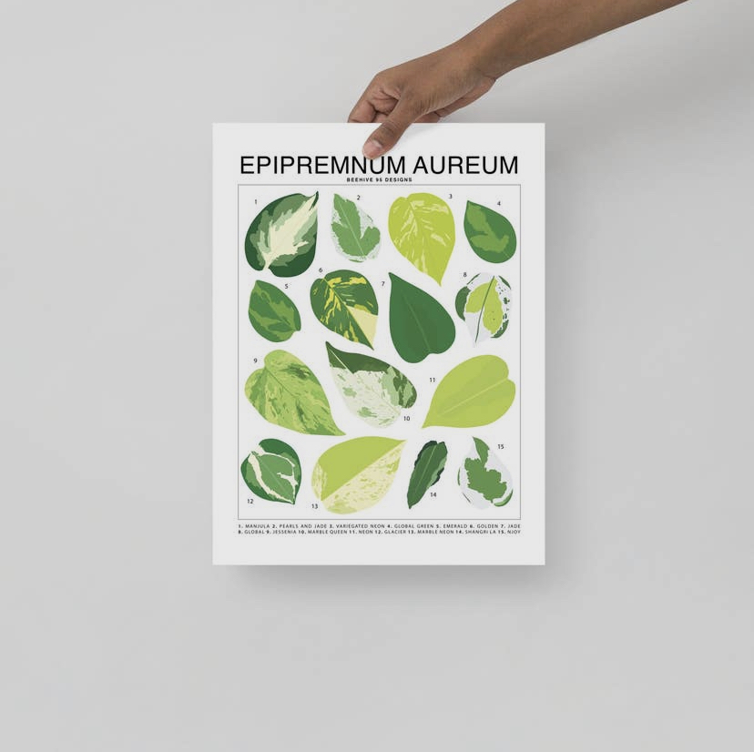 Houseplant Species Prints - Image 17