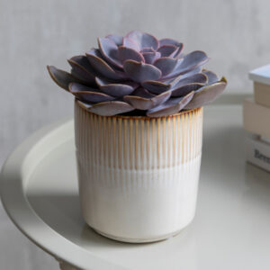 Hillesey Ceramic Ivory Plant Pot 11cm