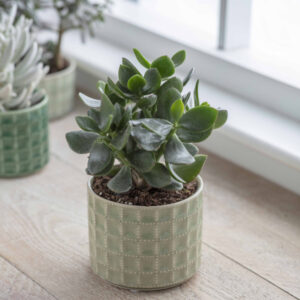 Sorrento Ceramic Plant Pot in Green 12cm