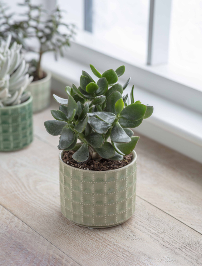 Sorrento Ceramic Plant Pot in Green 12cm