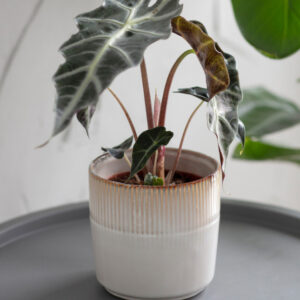 Hillesey Ceramic Plant Pot in ivory 13.5cm
