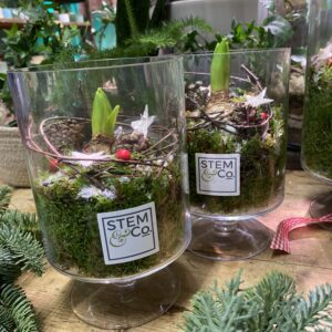 Large Christmas hurricane, moss and winter Amaryllis arrangement