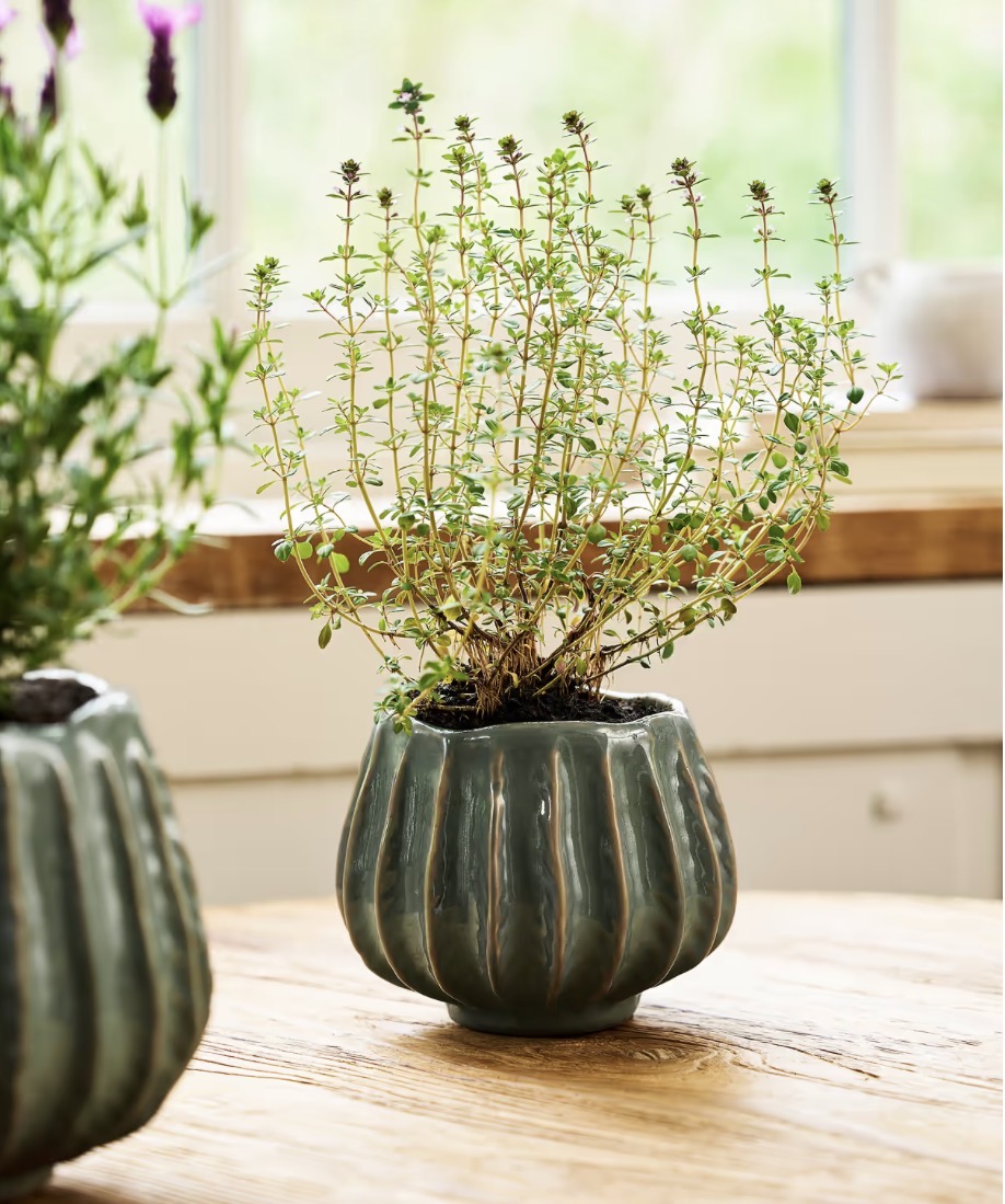 Osmington Rosemary Ceramic Plant Pot 14cm - Image 10