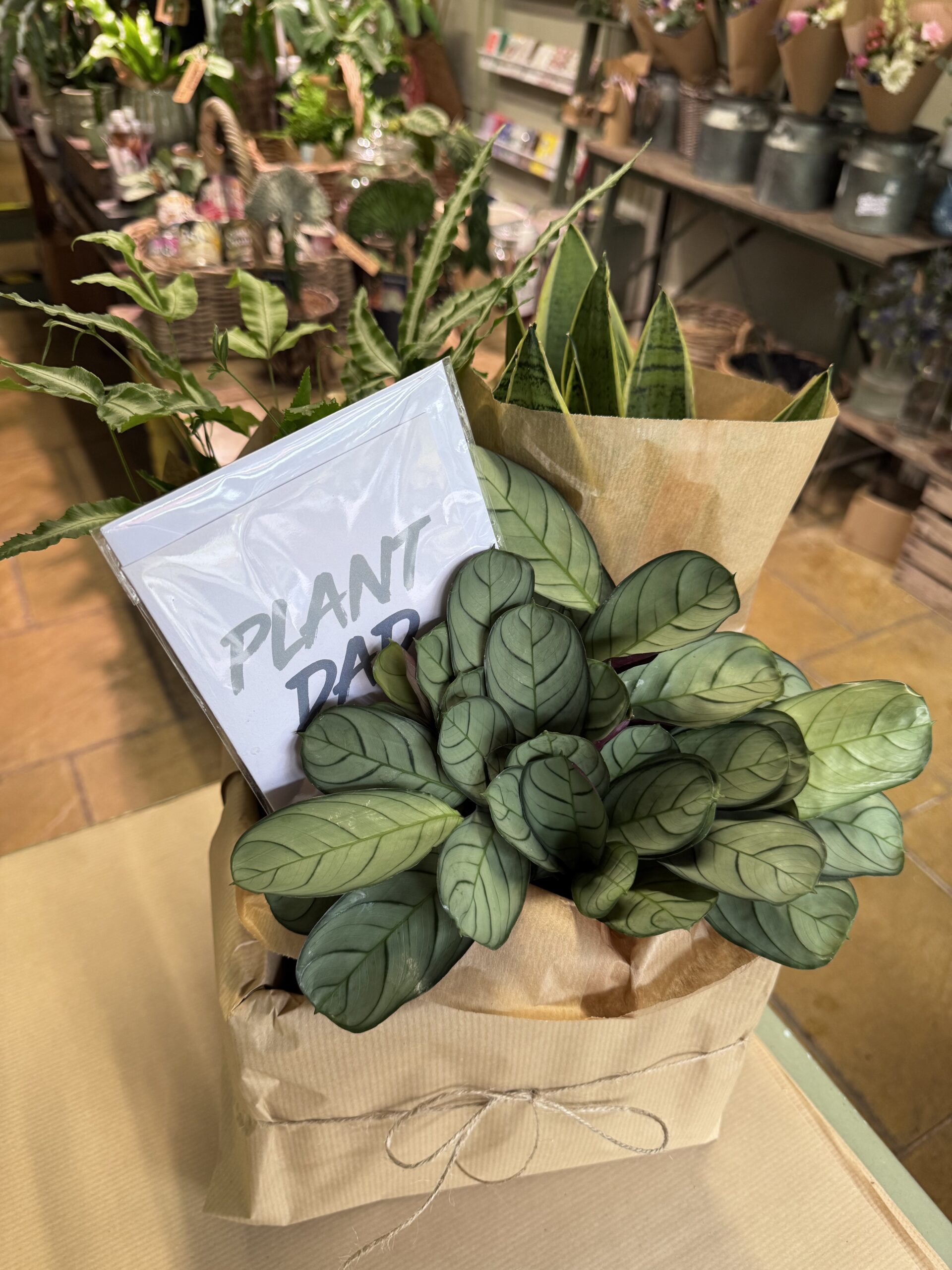 Fathers Day plant hamper - Image 4