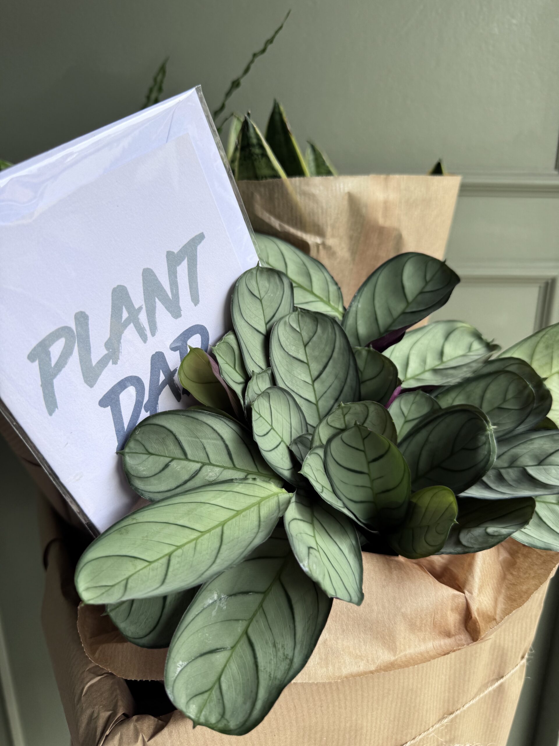 Fathers Day plant hamper - Image 5