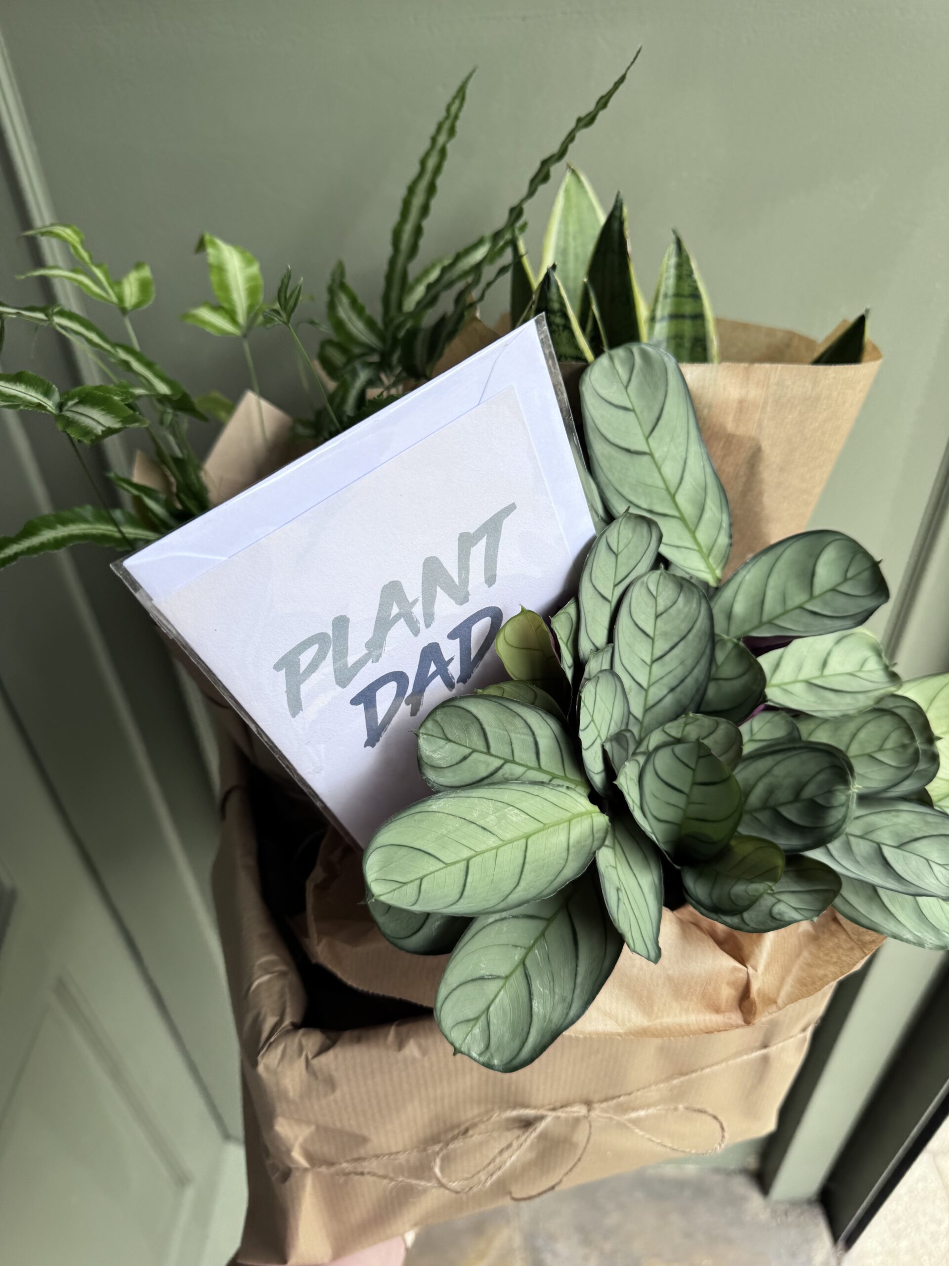 Fathers Day plant hamper - Image 3